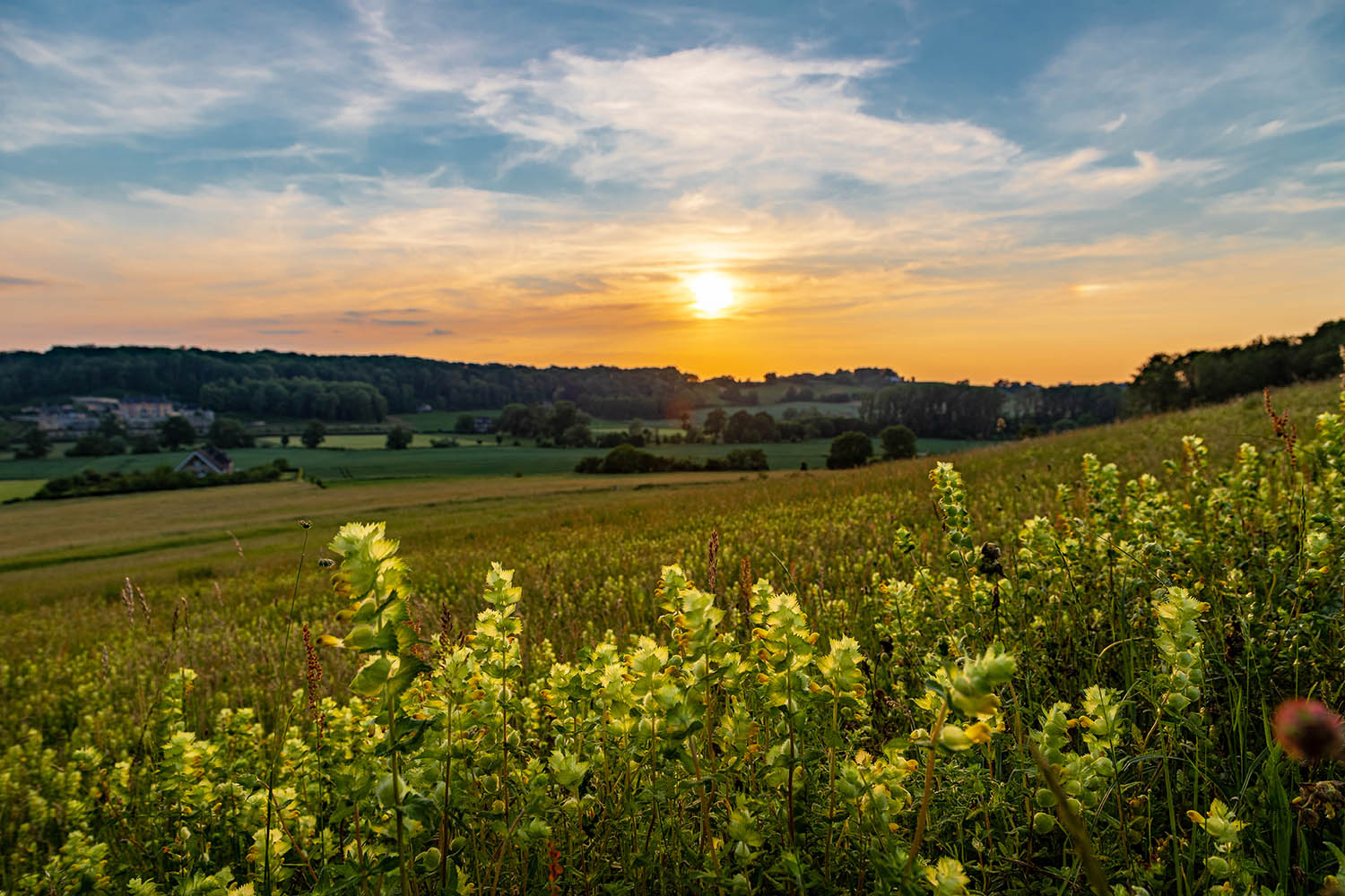 Bloeiende akkers en glooiende heuvels in Limburg bij zonsondergang